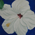 whitehibiscus